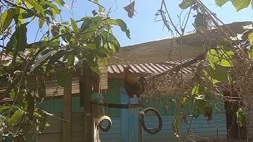 saib qaib dib dua nawb ib tsoom phooj ywg quas zoo heev li nawb