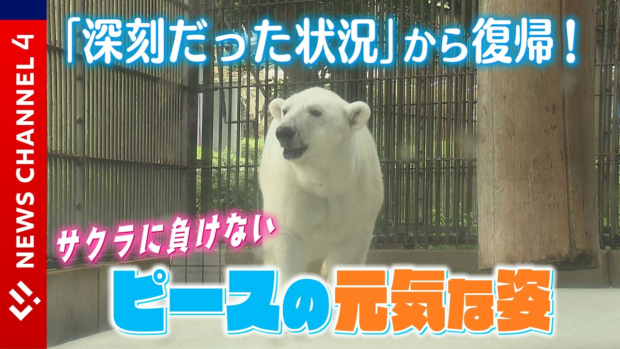 Welcome Back] Peace from Be Zoo has recovered from illness, with