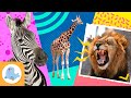 Animal Facts Quiz