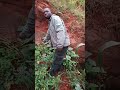farming