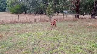 Rhodesian Ridgebacks Alert but Contained by dauntless 103 views 1 year ago 15 seconds