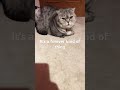 It’s a forever mind of thing #shorts #viral #cute #cat #cutecat