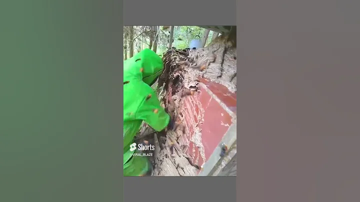 Huge Hornet Nest 😰| #shorts #youtubeshorts #viral #fyp #tiktok #shortvideo