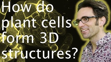 Plant cells in 3D: how do they form stuctures? - Chris Whitewoods 🧫🌱