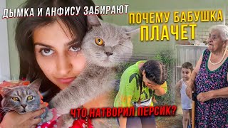 видео: Анфиса и Дымок отправились в добрые руки😍 Перс меня свалил🤦♀️Жесть. Встречаем моего брата с Москвы. картинка: Анфиса и Дымок отправились в добрые руки😍 Перс меня свалил🤦♀️Жесть. Встречаем моего брата с Москвы.