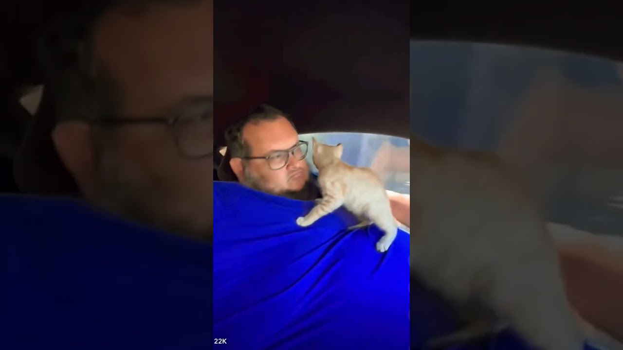 (New)Cat -  St_Bleg 2 by Mohammed Daji Fire 😂🥵💪🏻🔥