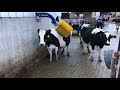 Cows love the Delaval Brushes.