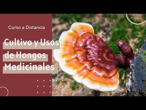 Video: ¿Qué es la hierba de hongos? Aprenda sobre los usos y el cultivo de las plantas de hongos