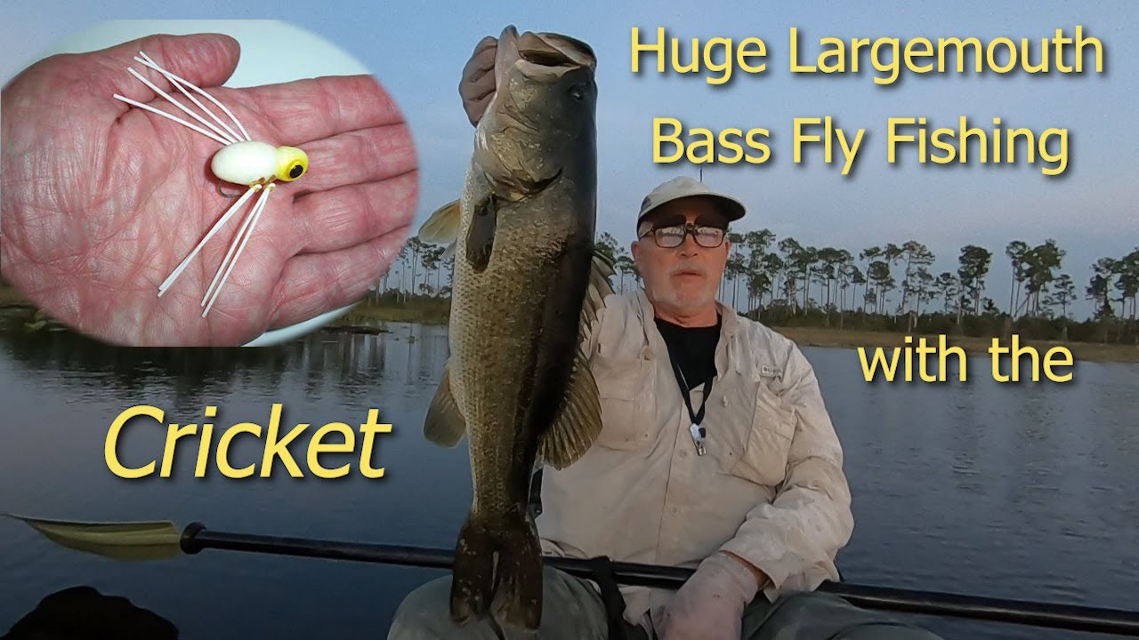 Huge Largemouth Bass on the Fly Rod Cricket