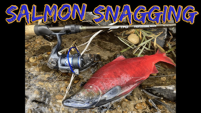 Montana Salmon Snagging EP. #2 #montanasalmonsnagging 