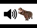 Hippo  sound effect  prosounds
