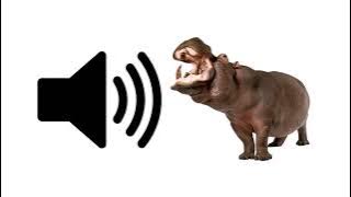 Hippo - Sound Effect | ProSounds