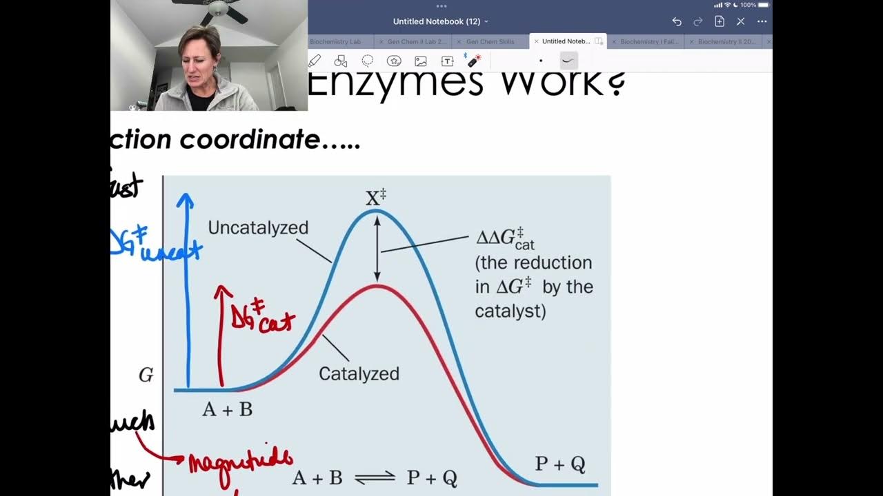 How Do Enzymes Work (Not by Binding Substrate Tightly) YouTube