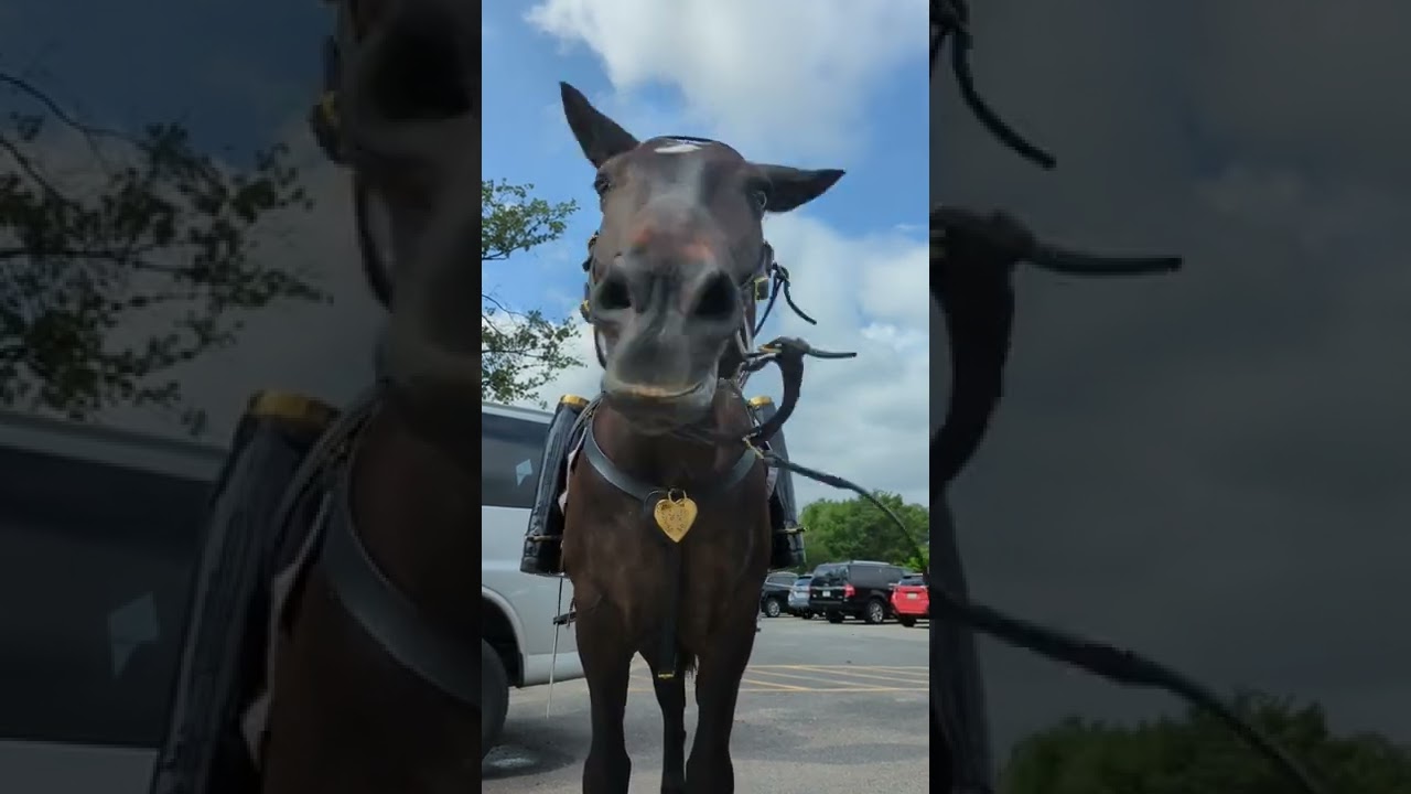 SHAKE now wow horse 😲