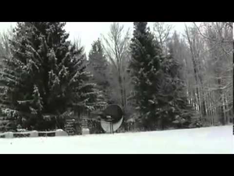 فيديو: النرويج شجرة التنوب
