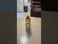 あんずの近況です🐶