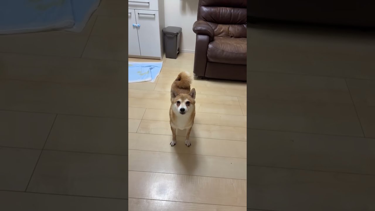 あんずの近況です🐶