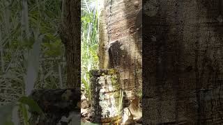 Kaki Gajah Keluar Susu