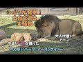 のんほいパーク　シルクが発掘！土台を巡る大騒動　What Silk Dug Up After　【English Subtitles】Earth-family at Toyohashi Zoo