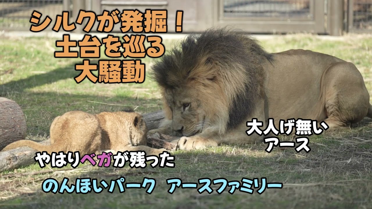 のんほいパーク　シルクが発掘！土台を巡る大騒動　What Silk Dug Up After　【English Subtitles】Earth-family at Toyohashi Zoo