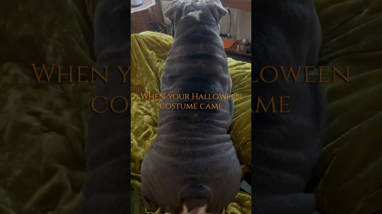 He’s just a fat English bulldog for Halloween! 🎃 