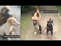 AnimalsBeingBros for 10 Minutes Straight | Adorable Animal Moments | AWESOME ANIMALS | #5