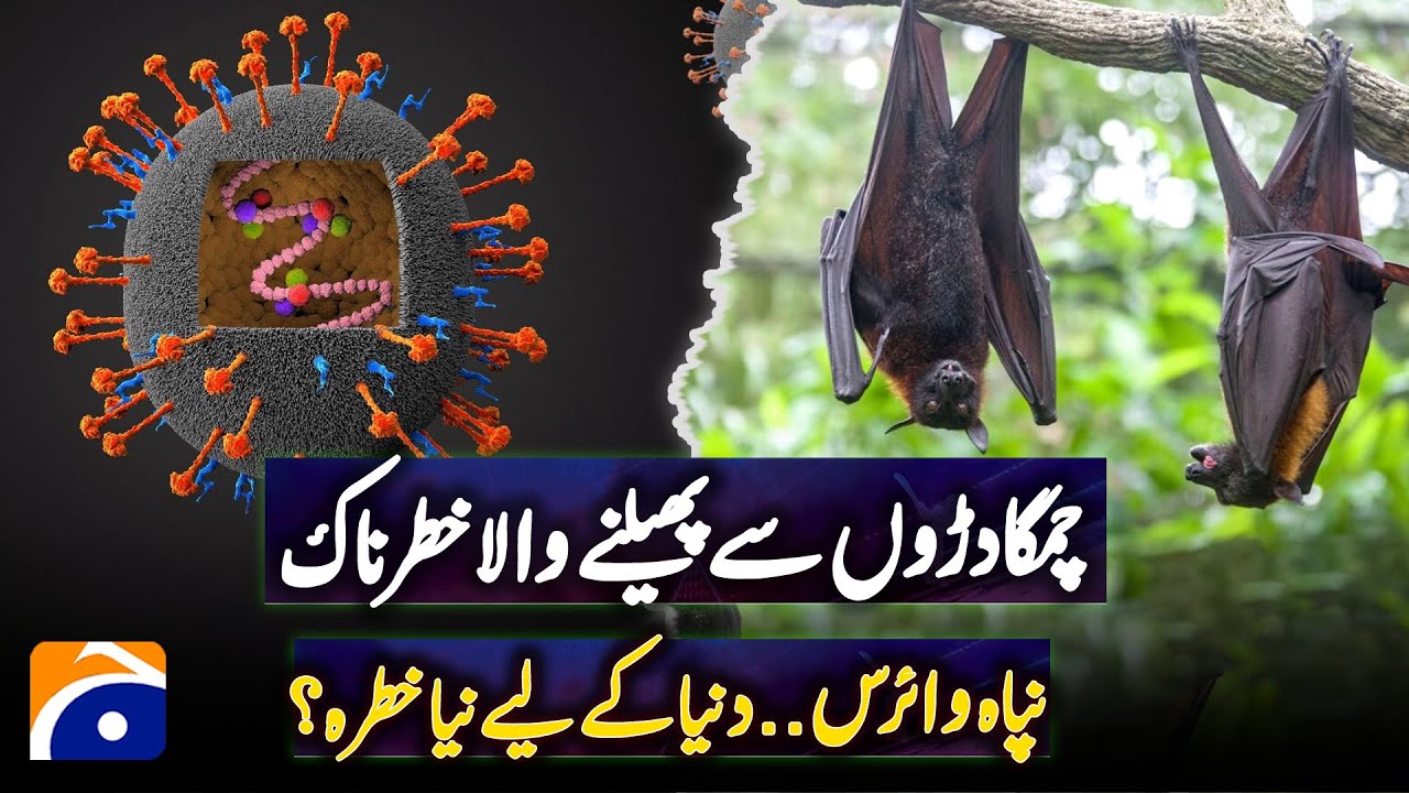 Dangerous Nipah virus spread by bats.. New threat to the world ? | Geo Digital