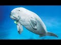 Le dugong c'est la vache des mers - ZAPPING SAUVAGE