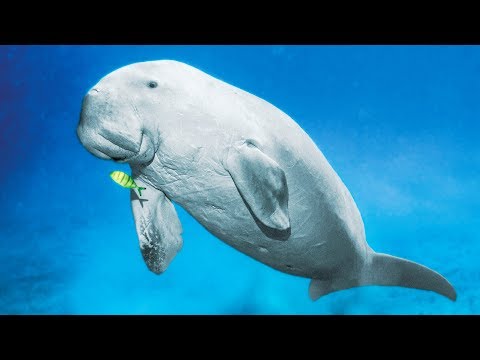 Vidéo: Qui chasse le dugong ?