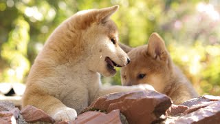 Adorable Shiba Inu Puppies Playing#shibapuppy