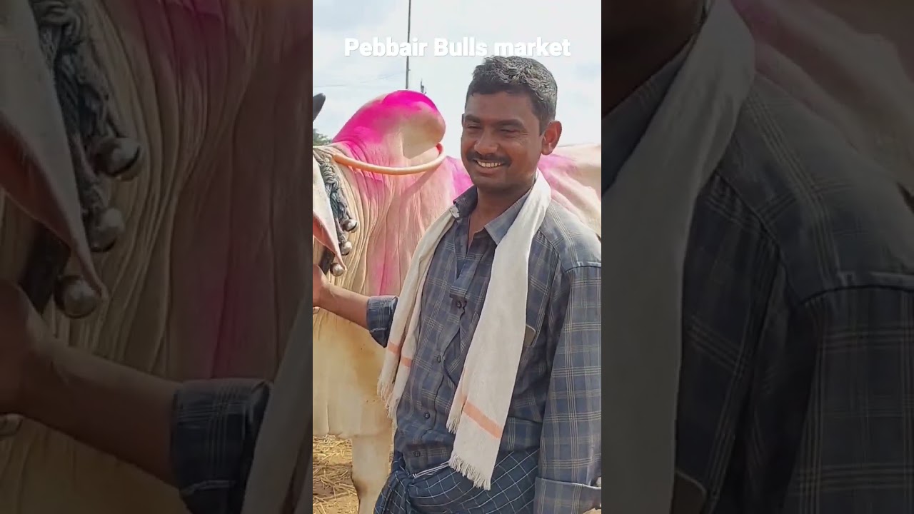 Pebbair Bulls market | Pebbair eddula santha