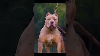 Can a Pitbull defeat a Alabai?😱 #pitbull  #shorts #ytshorts #facts #wildlife #wild  #dogs #viral ❣️🔥