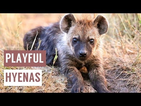 happy-baby-hyenas-playing-compilation!