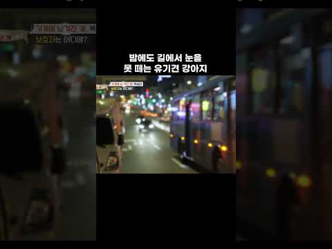 가게에 홀로 버려진 강아지의 밤 #shorts