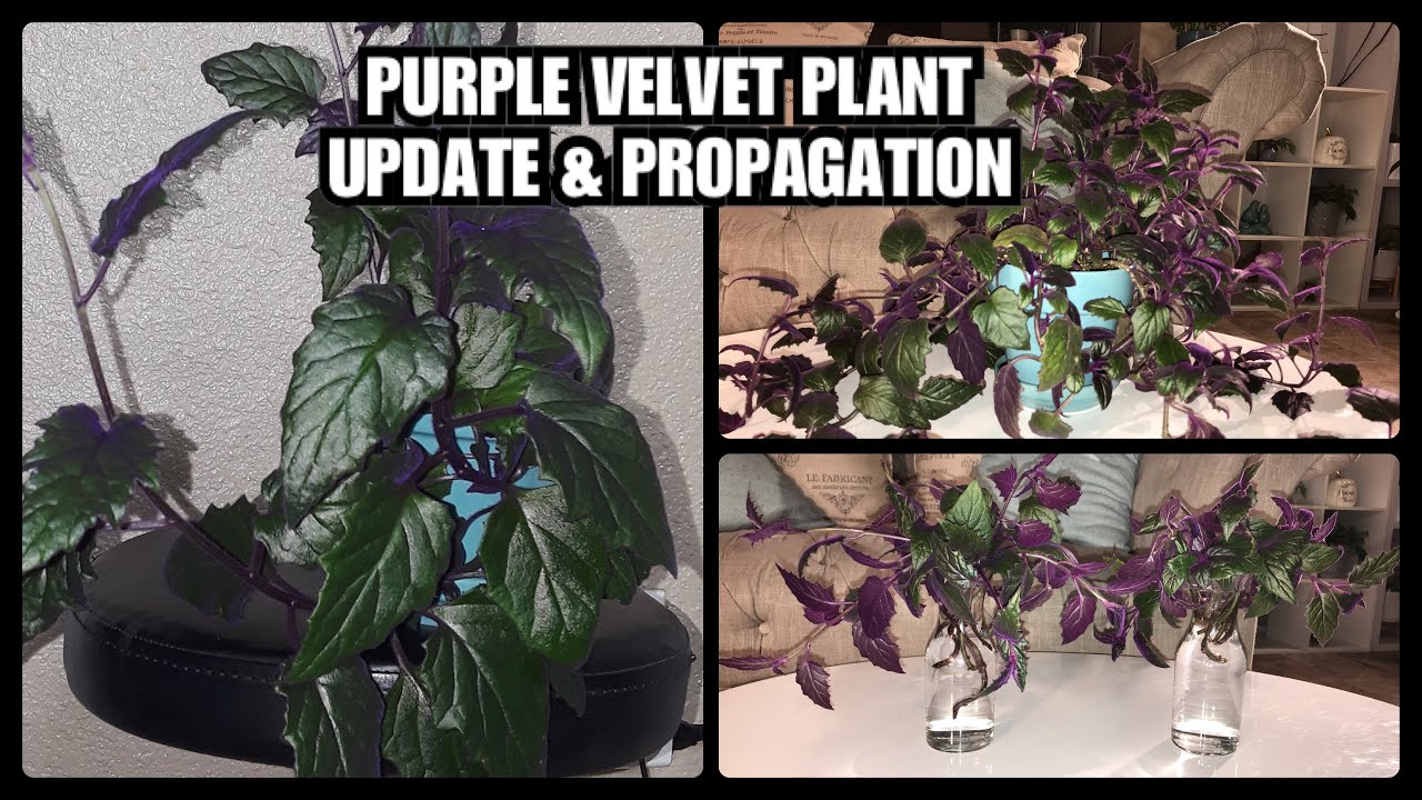 PURPLE VELVET PLANT UPDATE & PROPAGATION YouTube
