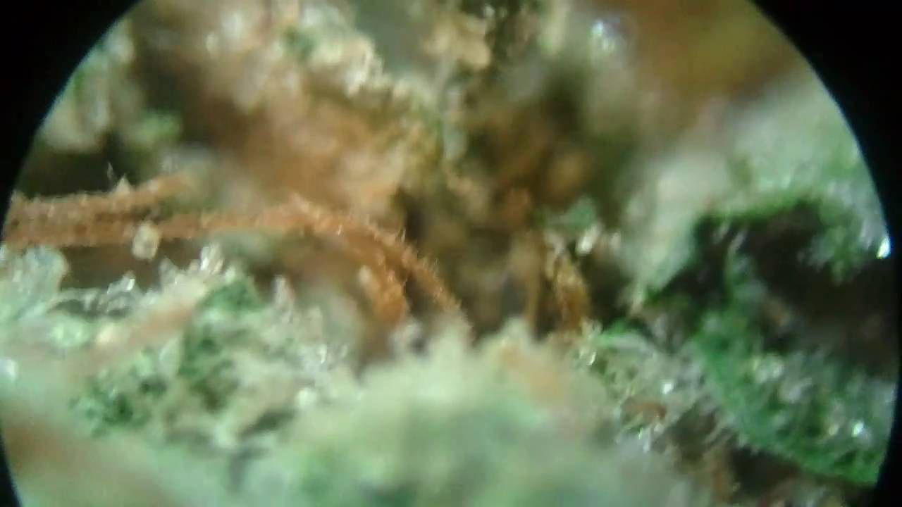 THC in Micro HD - Banana Kush