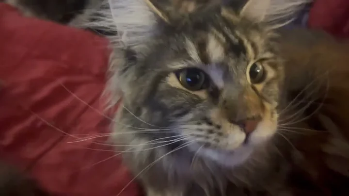 Video 7351761: coon kitten mainecoon, maine coon family, maine coon mother