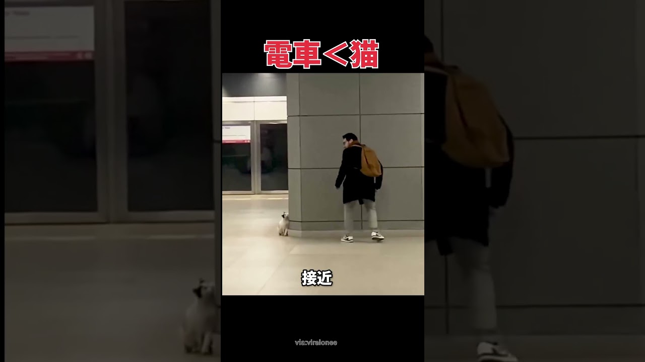 電車はまた来るけど、この瞬間は今しかないw #猫 #猫動画 #鬼ごっこ #癒し動画 #shorts