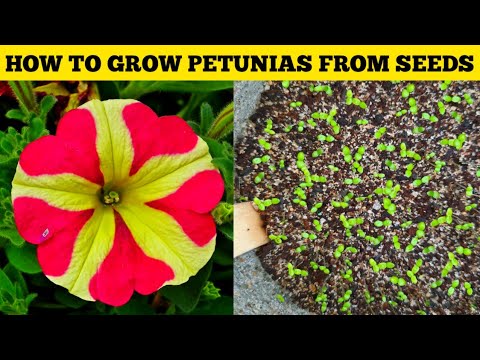 How To Grow Petunia Flower Plant From Seeds | Grow Petunias At Home ...