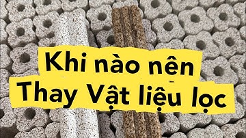 Khi nào thì nên thay vật liệu lọc, setup lọc cho hồ cá ranchu