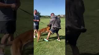 Elite home protection malinois biting bad guy wearing hidden sleeve