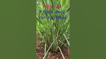 Cây Sả: 7 Công Dung Với Sức Khoẻ #bacsilinh #dongyhiendai