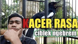 Kacer TIPE PANAS bongkar isian rasa ciblek ngebrem