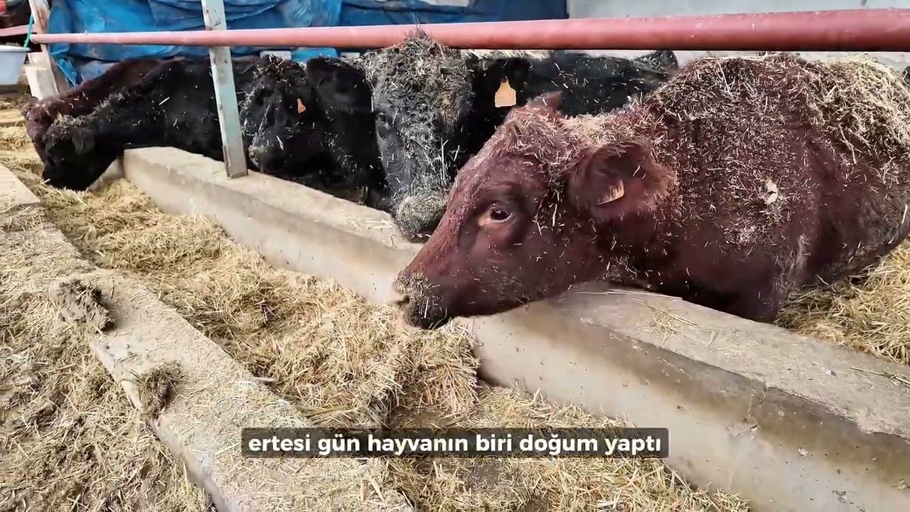 Bu proje benim hayvancılığa geçmemi hızlandırdı / Ankara