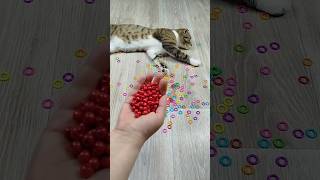 Cat Barsik 🔴⭕ Reverse Video #marblerunandmore #cat #asmr #reversevideo #funny