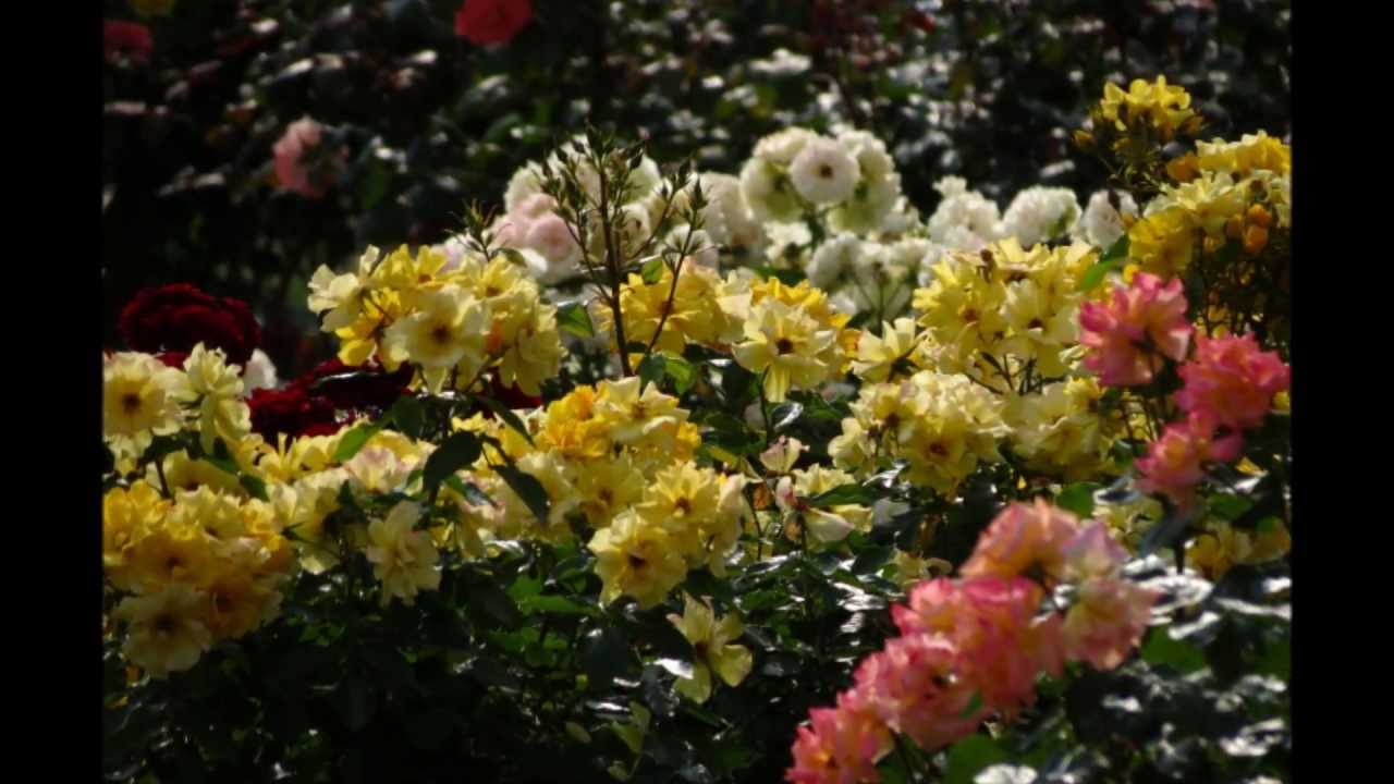 Guarda 野ばら✿西村由紀江 su YouTube Guarda 野ばら✿西村由紀江 su YouTube
