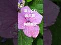 恋しぐれ(林部智史)光と影 #love #song #music #林部智史 #shorts #shortvideo #short #like #art #flowers #live #癒し #恋愛