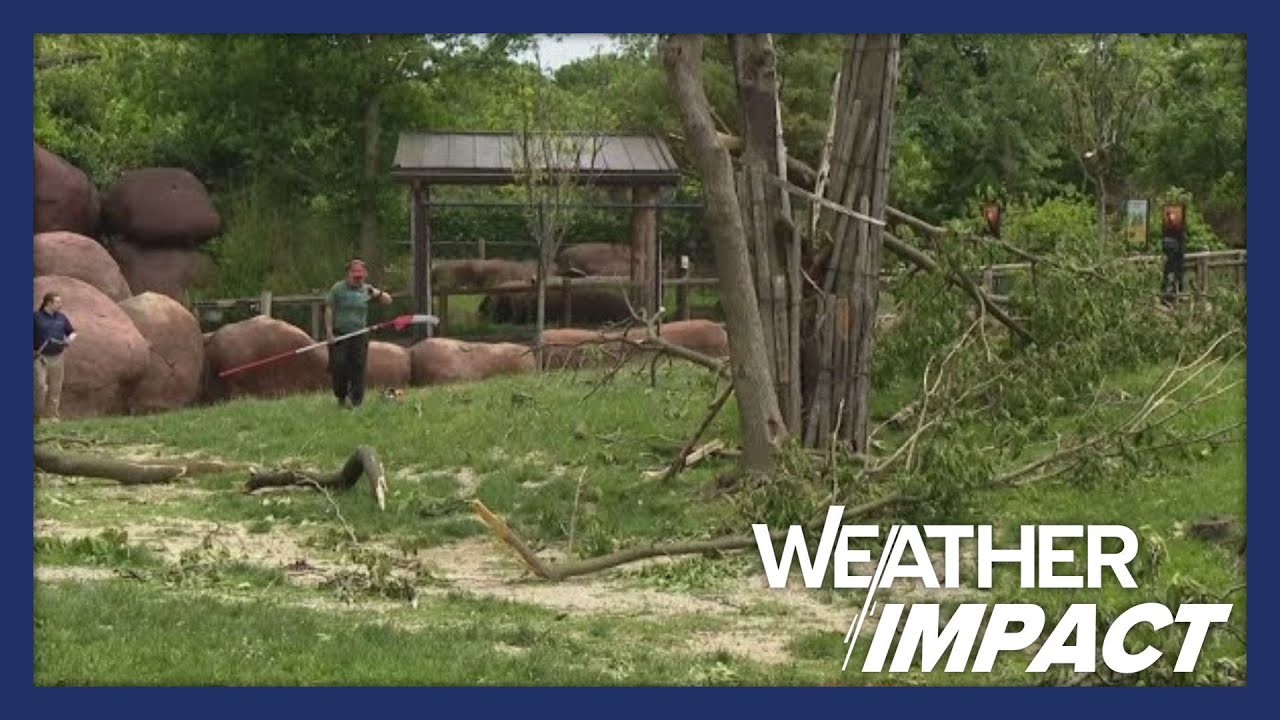 Saint Louis Zoo reopens Monday after storm cleanup - YouTube