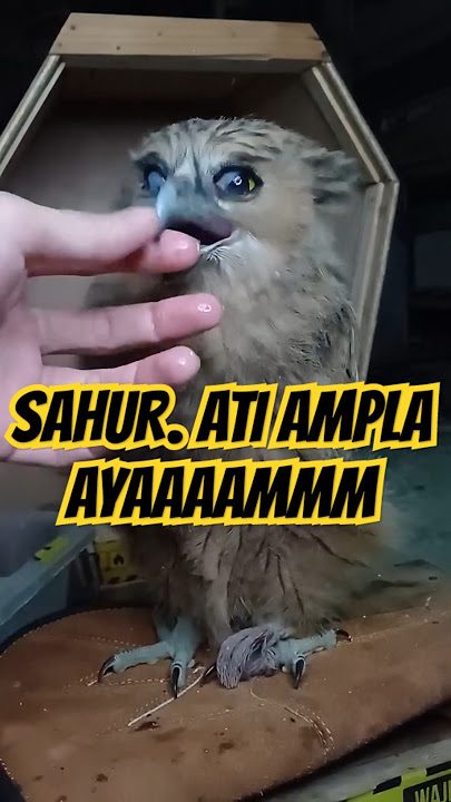 BUFFY FISH OWL SAHUR ATI AMPELA AYAM‼️ #buffy #buffyfishowl #burunghantu #burungjinak #burunglucu