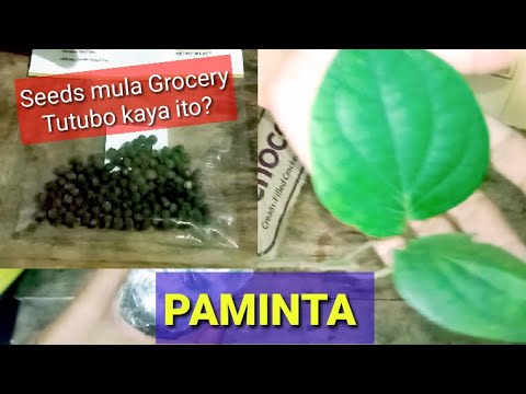 Video: Paano Palaguin Ang Mga Seed Seed Ng Paminta Sa Iyong Bahay
